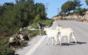cabras en carretera