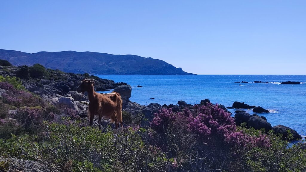 cabra en Kedrodasos